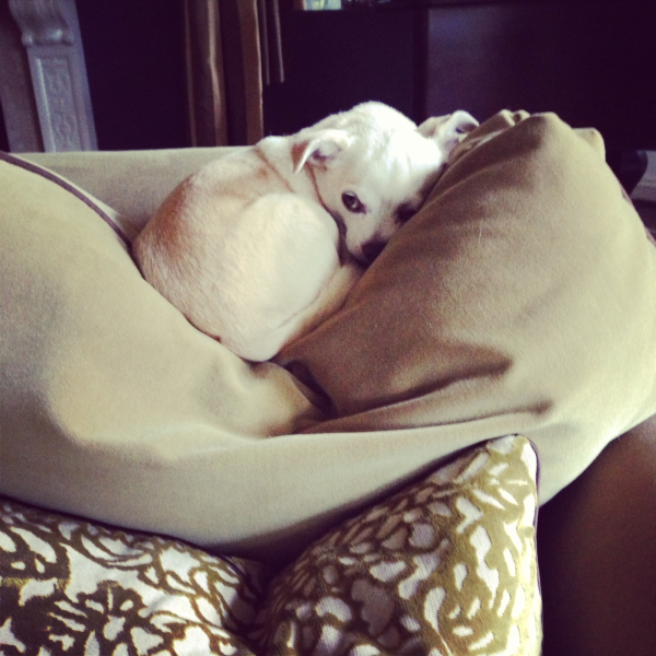 Gracie sleeping